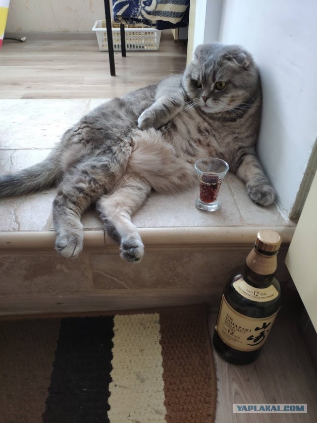 Ну вот и я сдался