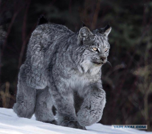 Как мощны мои лапищи!