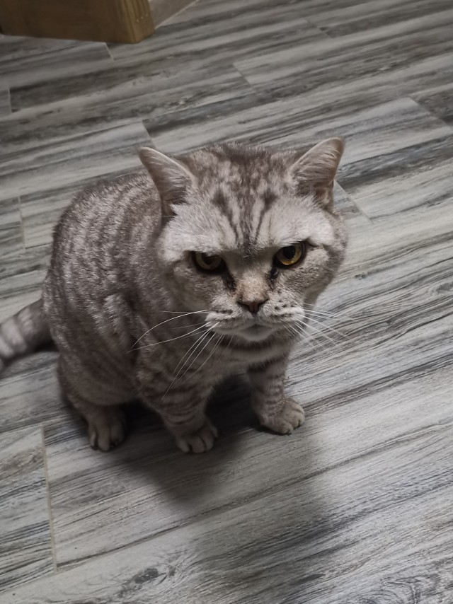 Ну, поехали в котоввторник!