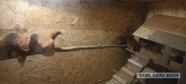 Птицефабрики попросили ФАС проверить цены на яйца в магазинах