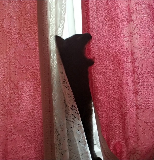 Котовторник 07.06.2022