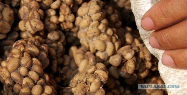 Они живут только 40 лет