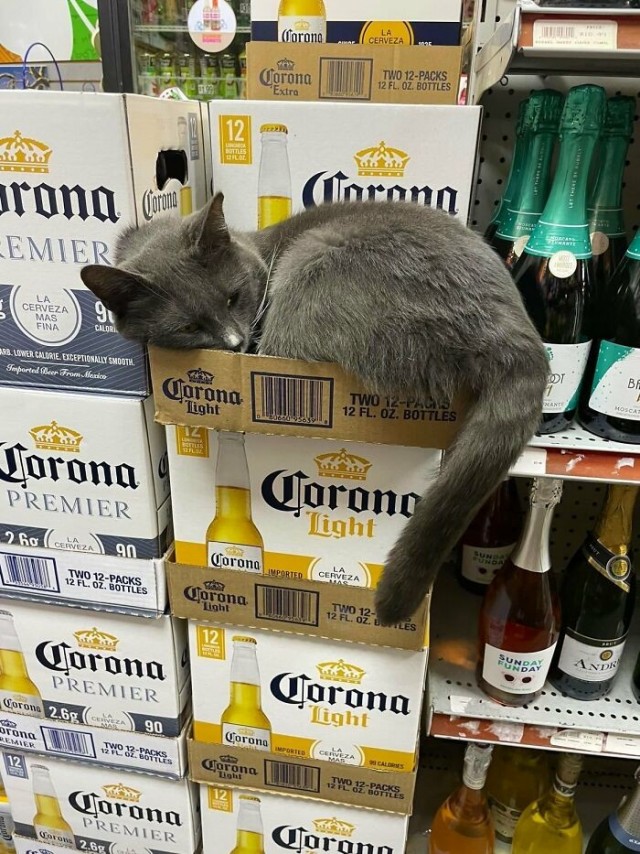 К котофторнику