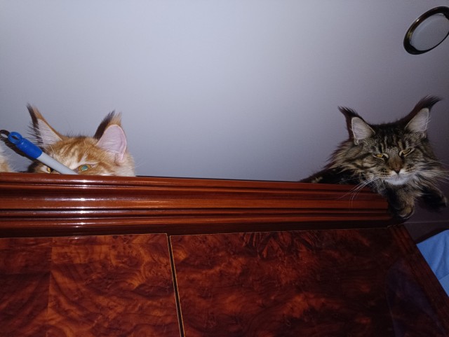 Кошка