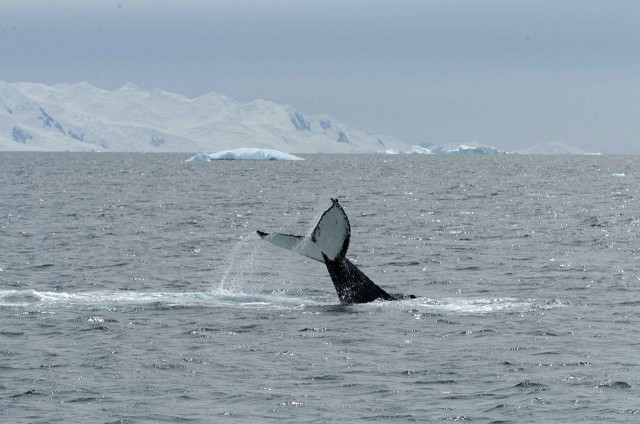 Северный ледовитый океан