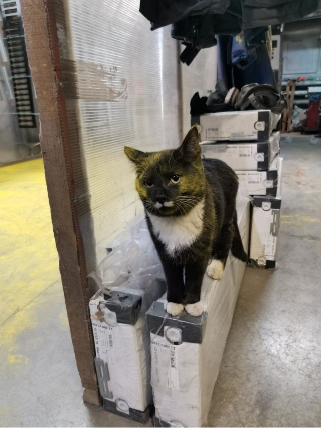 Коты-работяги