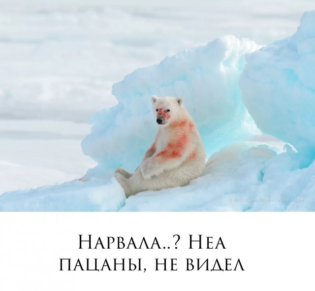 Ничего милее вы сегодня не увидите