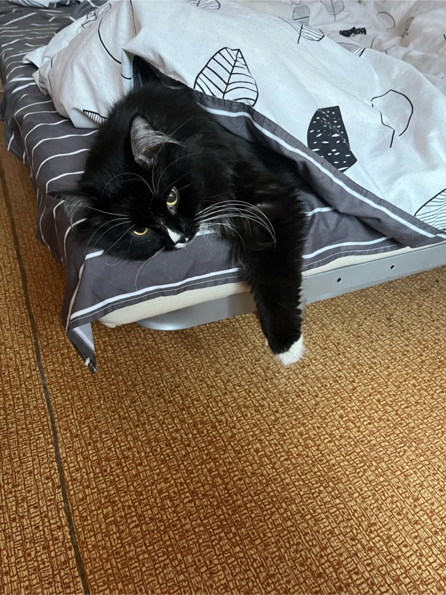 Пройдемся по котикам?!