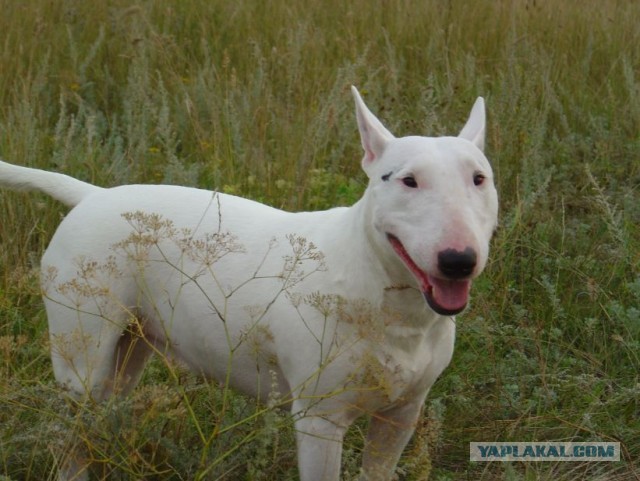 Как разбудить спящую собаку ...