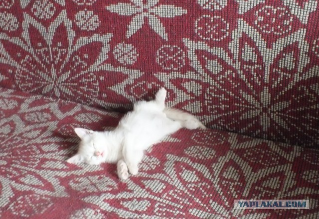 Позы для сна у кошек - что они означают?