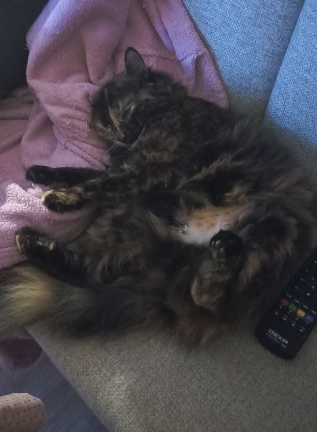Мой котяра