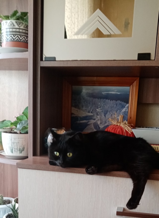 С котовторником ЯПовцы