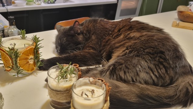 С котовторником ЯПовцы