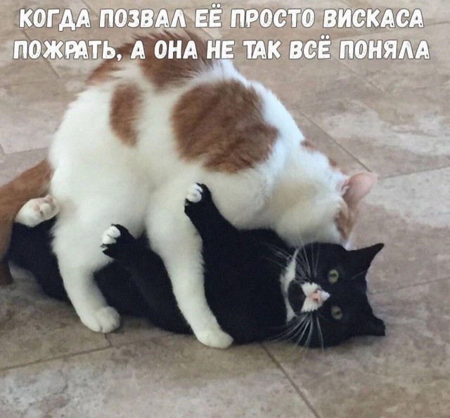 Жизнь домашнего приюта "Котоленд" 433