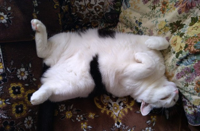 Подкидыш к котовторнику