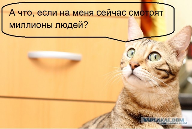 О бенгальских котах на наглядном примере