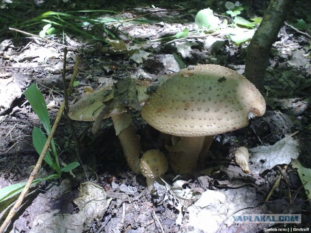 Поход за грибами,