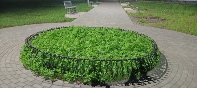 Жители Бийска пожаловались на конопляную клумбу в центре города