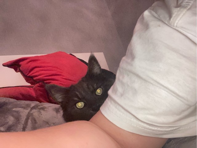 Котовторник