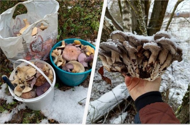 Какие грибы можно найти в подмосковных лесах в декабре?