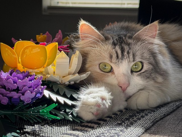 Рандомных фото котов тред