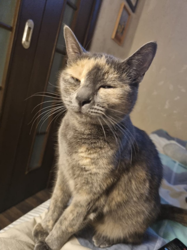 Котское.