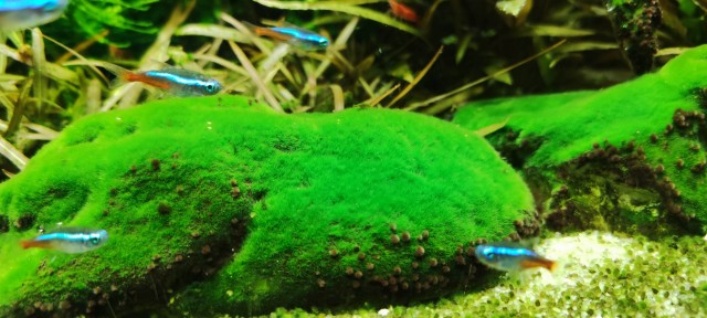 Про аквариумы чет давно не было, а среда ж как никак(прошла)