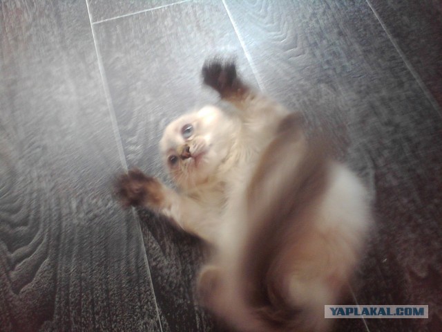 Котовторник  30.07.2013