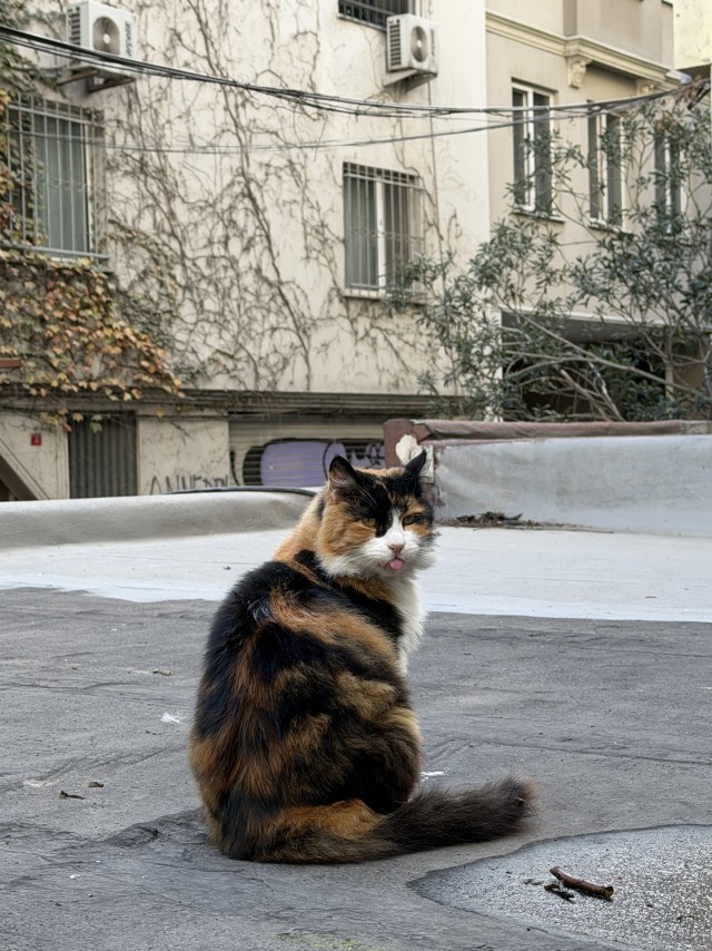 Уличные кошки Стамбула — 2
