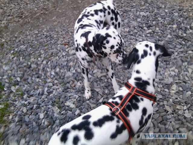 Все хвастуются и я ТОЖЕ.