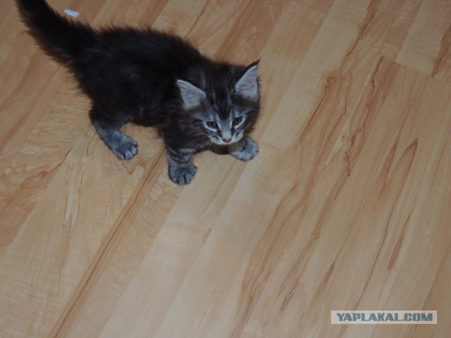 Котовторник