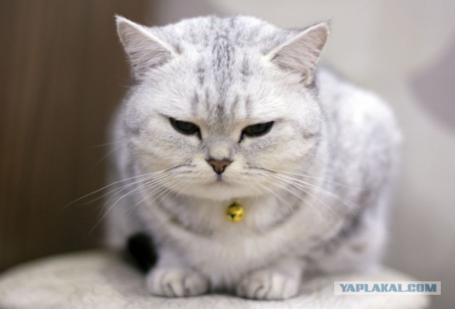 Котовторник