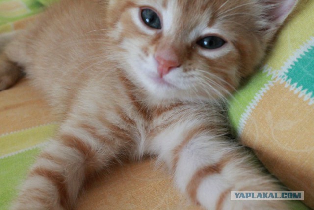 Котовторник 7.07.2015