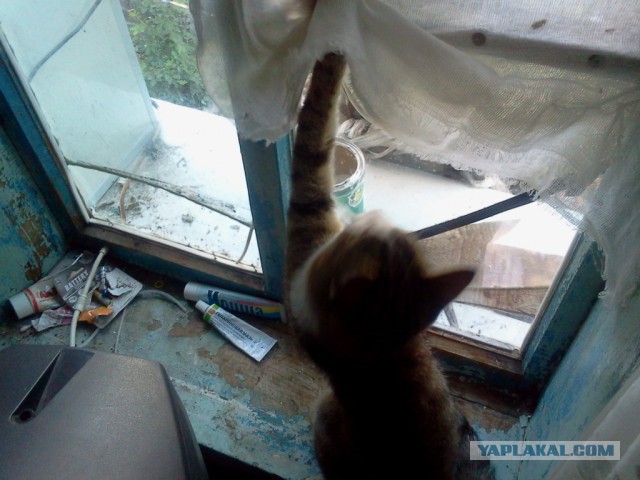 Котовторник 14.07.2015