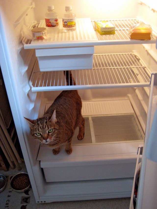 Холодильник холостяка.