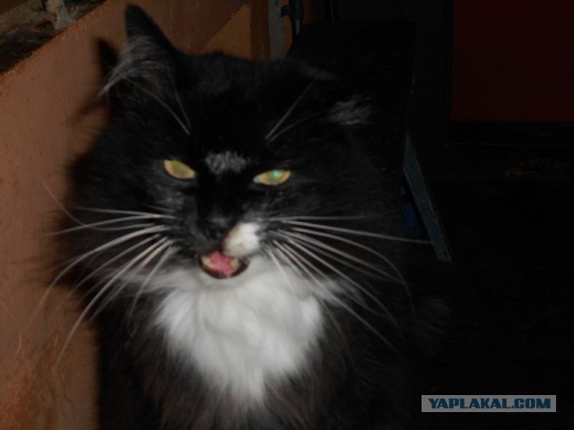 Жизнь домашнего приюта для котеек 91