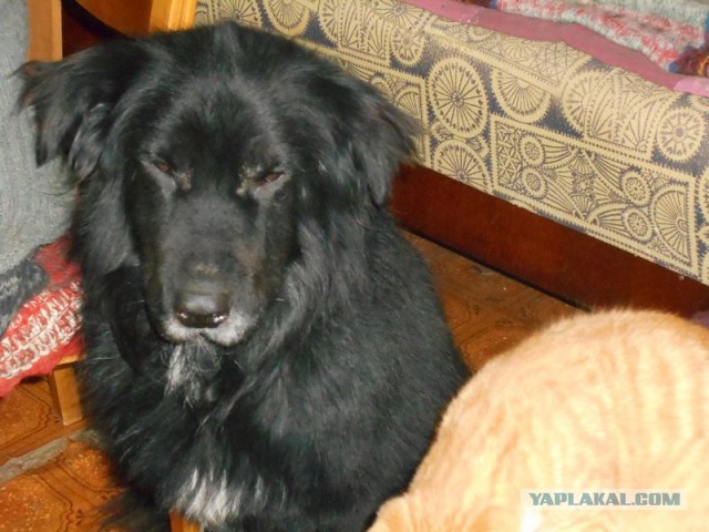 Жизнь домашнего приюта для котеек 92