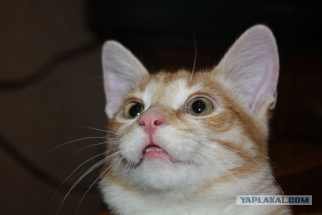 Котооо-о-о-вторник