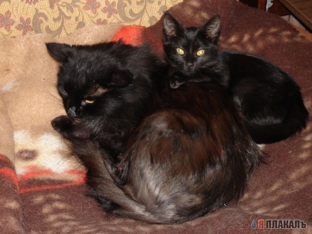 Коты, кошки, котята