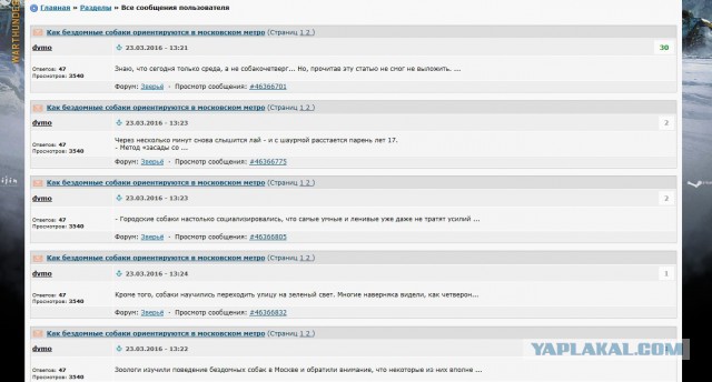 Как бездомные собаки ориентируются в московском метро