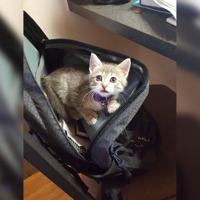 Коты из сети