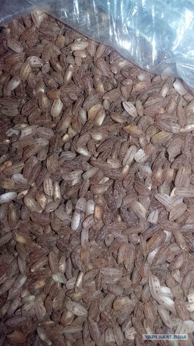 Плов … мягкий подмосковный