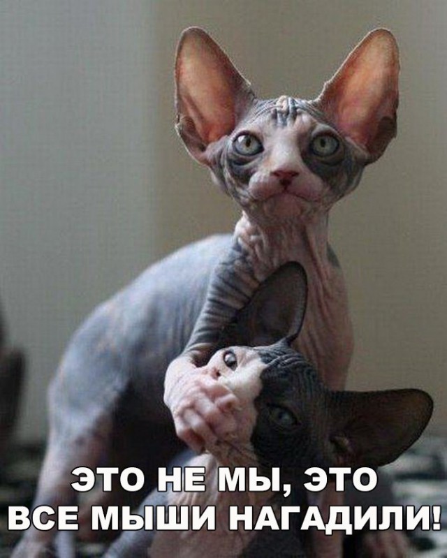 Коты и Кошки