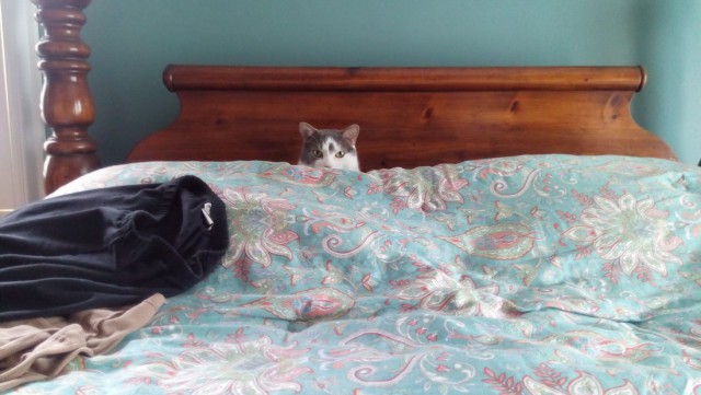Коты и Кошки