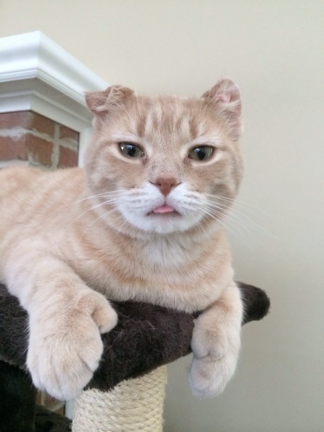Коты и Кошки
