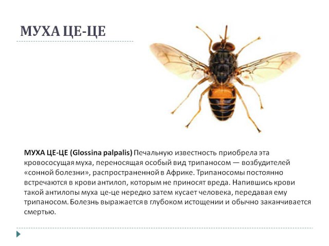 Немного исторических фотографий