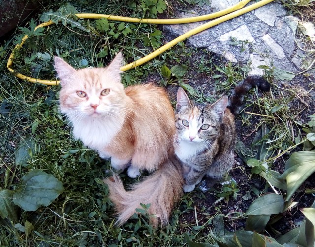 Котовторник 27.06.2017