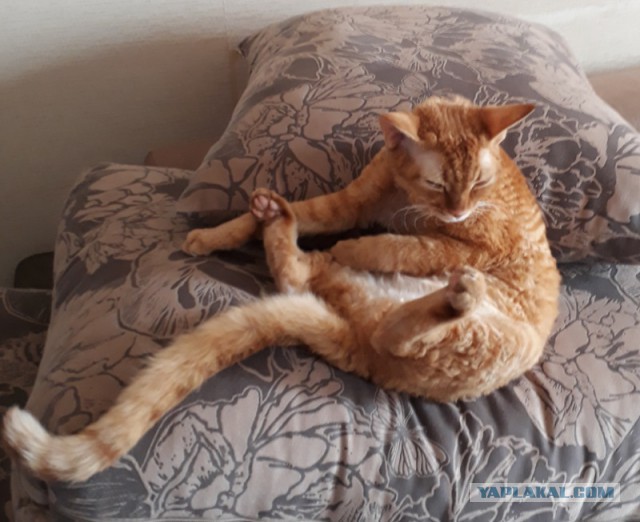 Котовторник 27.06.2017