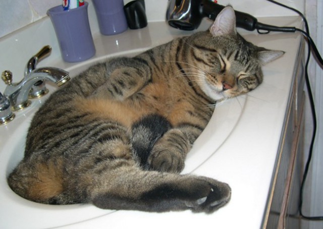 Коты и Кошки