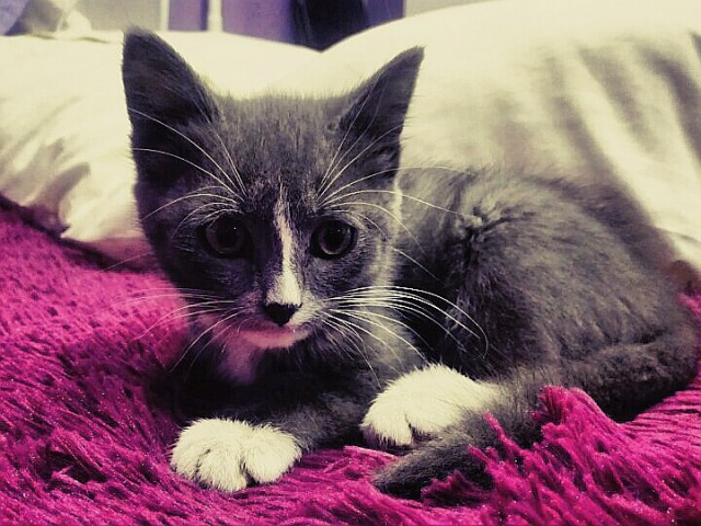 Коты и Кошки